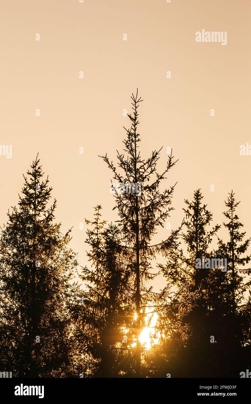 Sun behind tree tops in forest Stock Photo