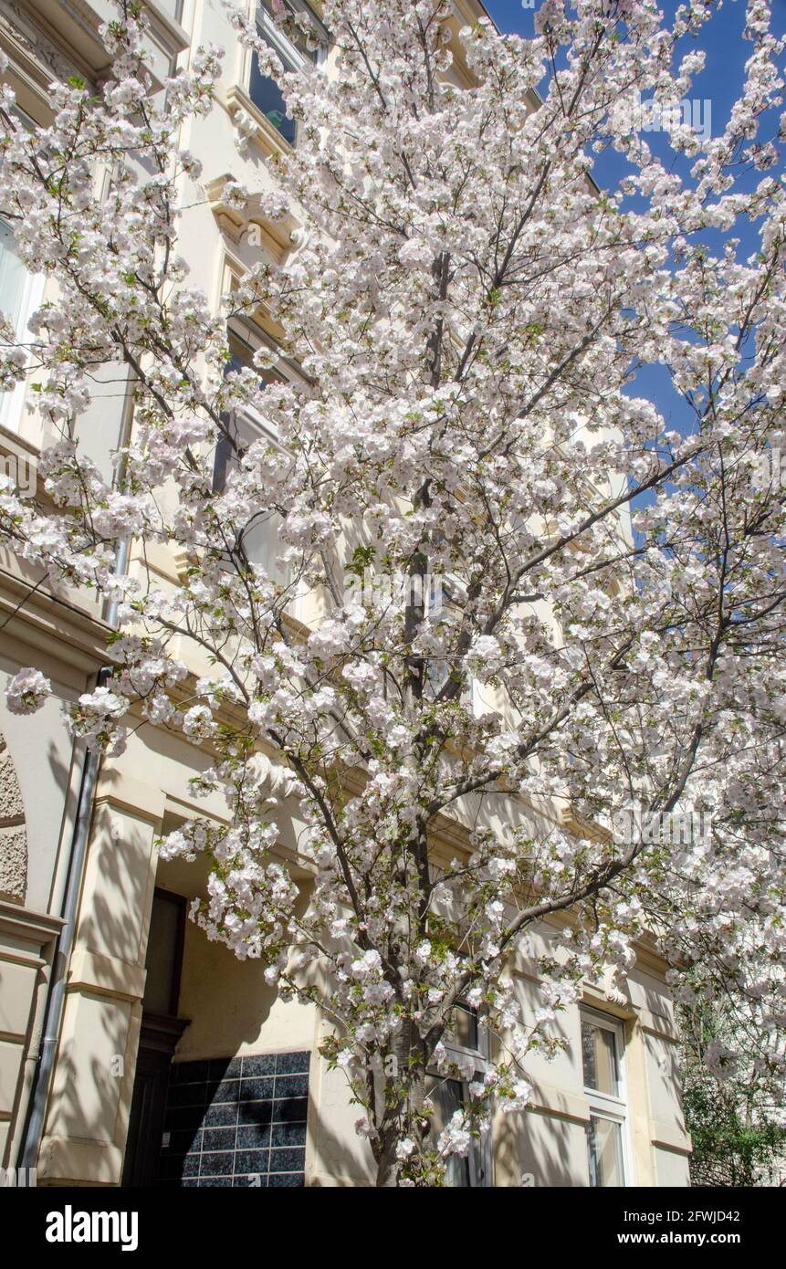 Bonn Alrstadt, Kirscheblüten Stock Photo