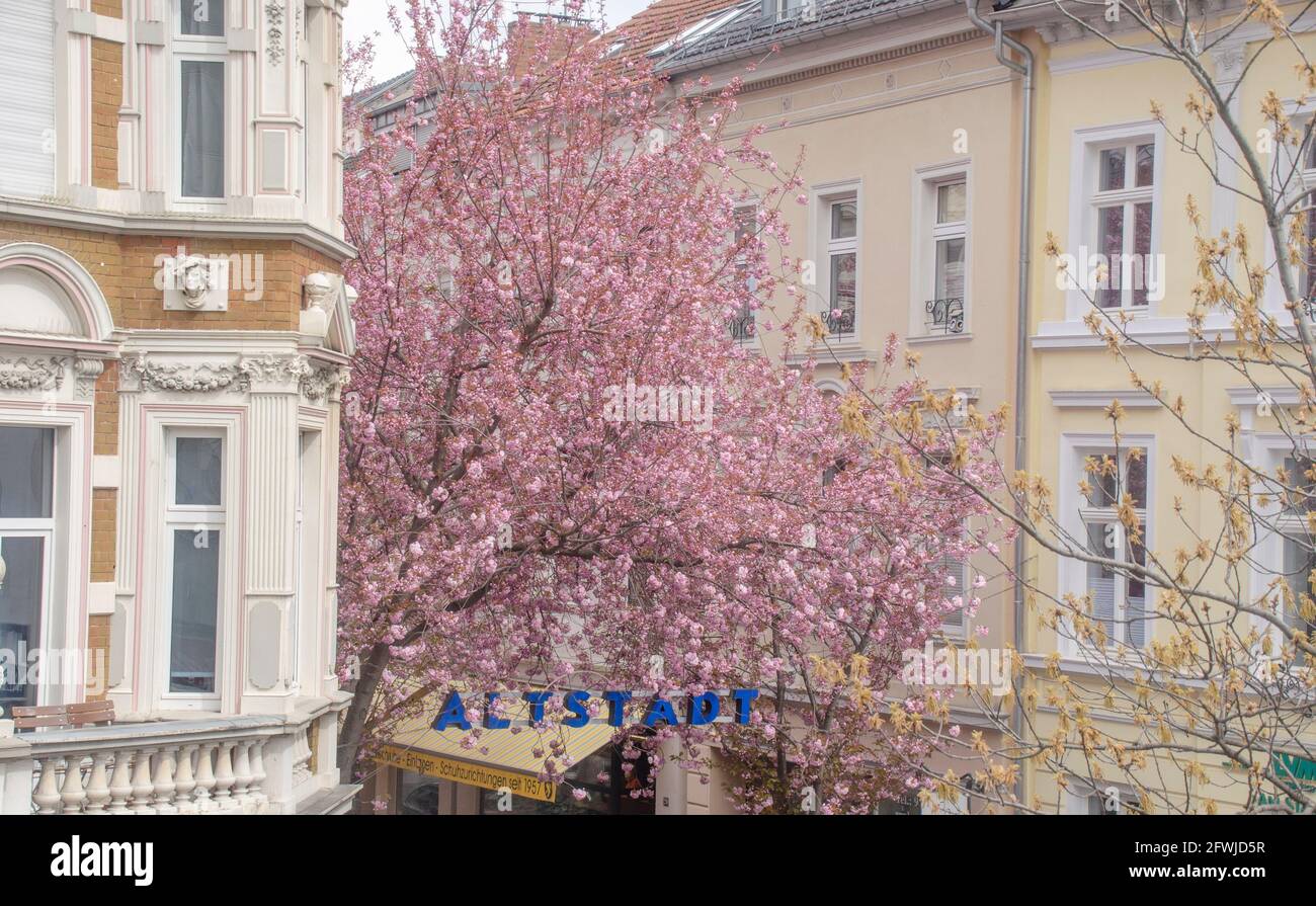 Bonn Alrstadt, Kirscheblüten Stock Photo