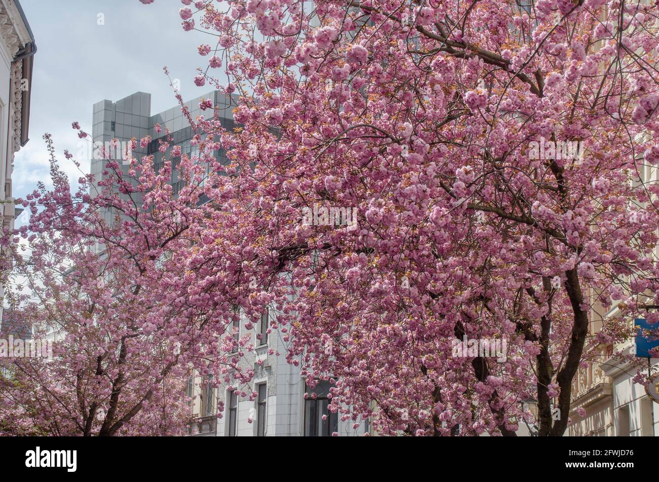 Bonn Alrstadt, Kirscheblüten Stock Photo