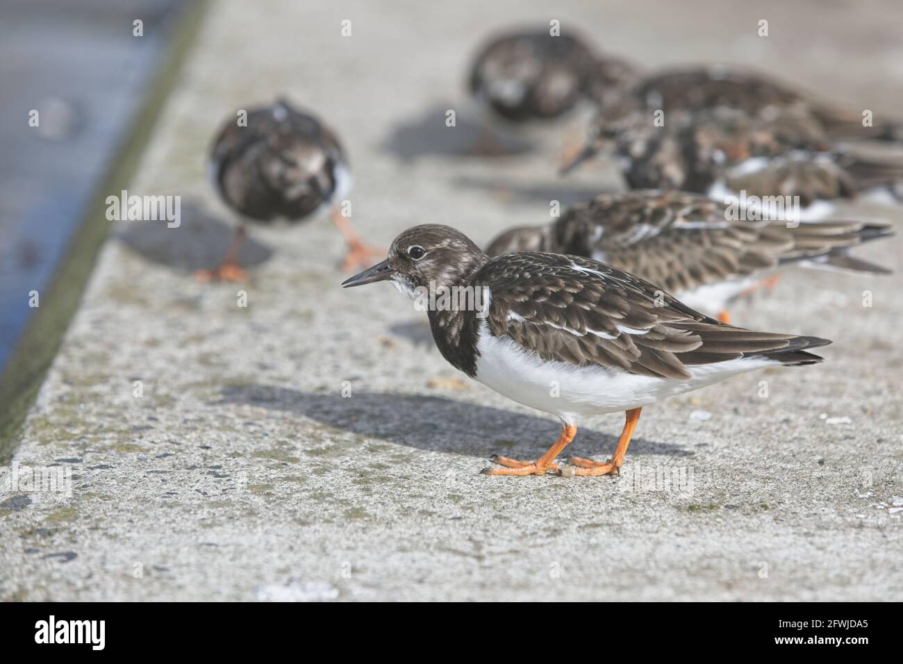 A group of Ruddy Turnstone, (Arenaria interpres) standing in the harbour, Newlyn, Cornwall, UK. Winter plumage. Stock Photo