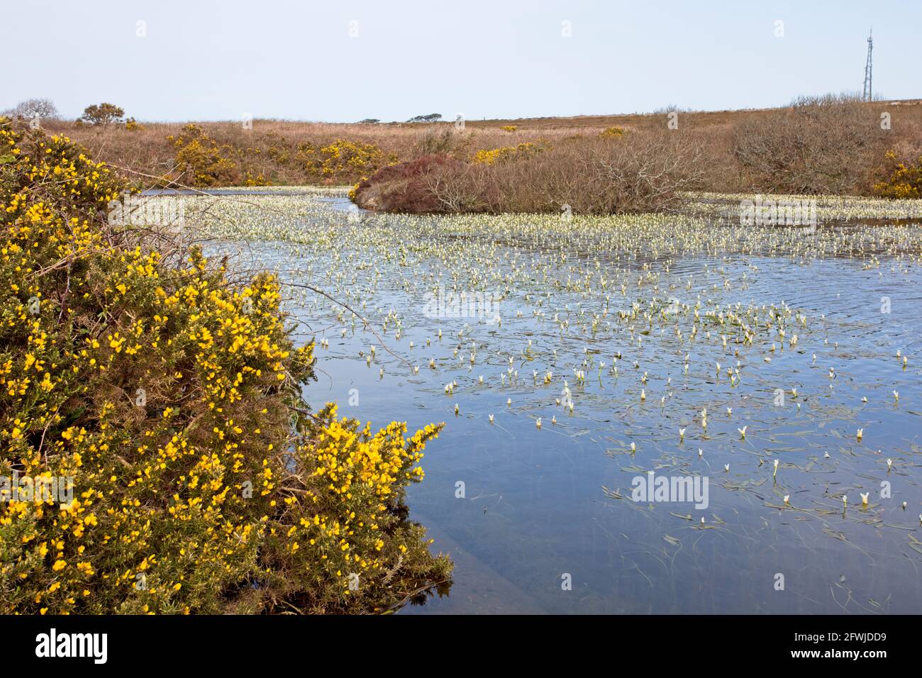 Flowering Gorse (Ulex europaeus) and Cape Water-lilies (Aponogeton distachyos), moorland pond, west Cornwall, England, UK. Stock Photo