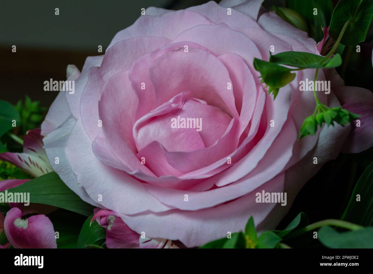 Macro abstract art view of a beautiful pink rose flower blossom in a florist arrangement with a dark defocused background Stock Photo