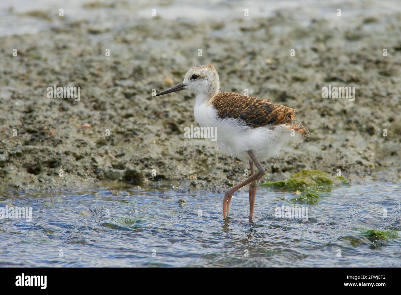 Pied Stilt Chicks hunting for worms in coastal rocks and stream Stock Photo