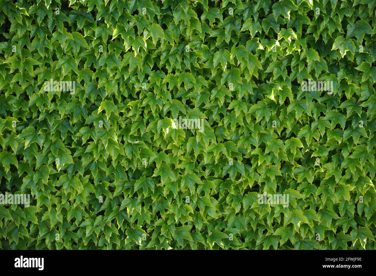 Wall with green ivy leaves. Green ivy background. Ivy plant covering a
