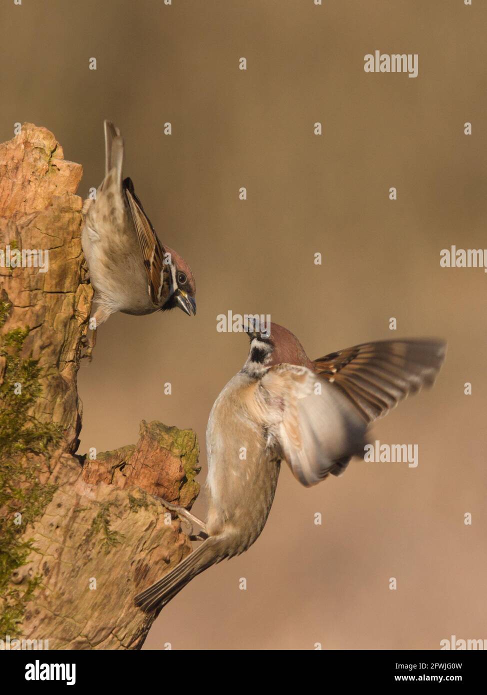 Two tree sparrows quarreling on a log Stock Photo