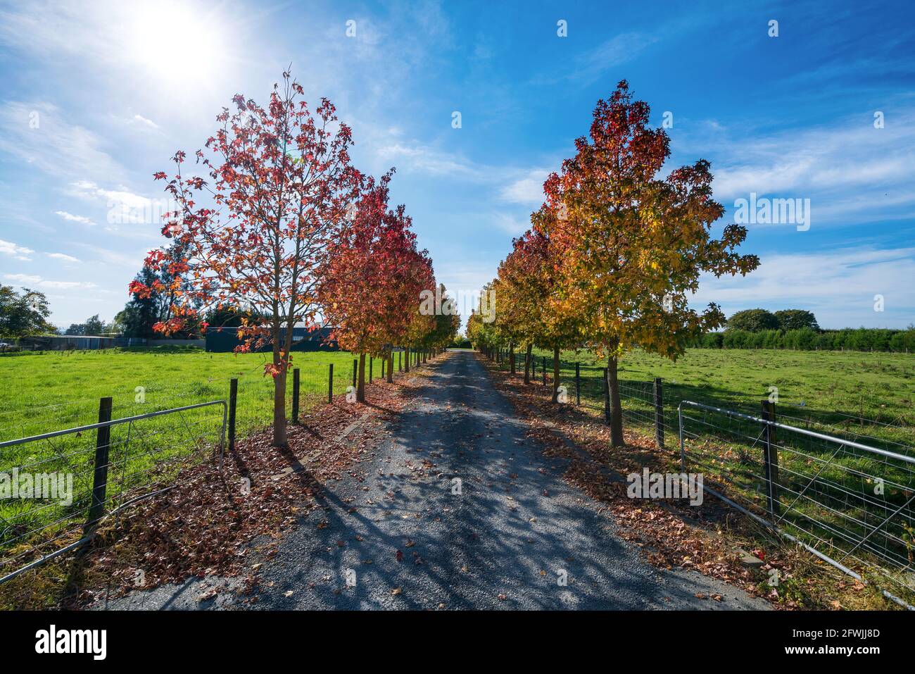Autumn Colorful Rural Trees Alley Stock Photo