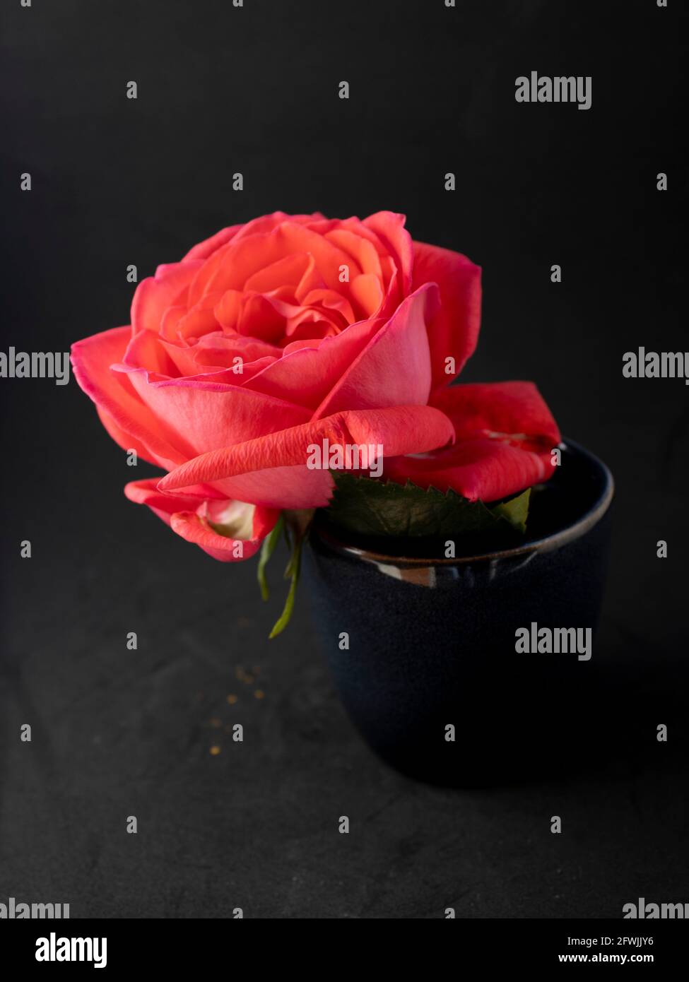 A rosa in a cup Stock Photo