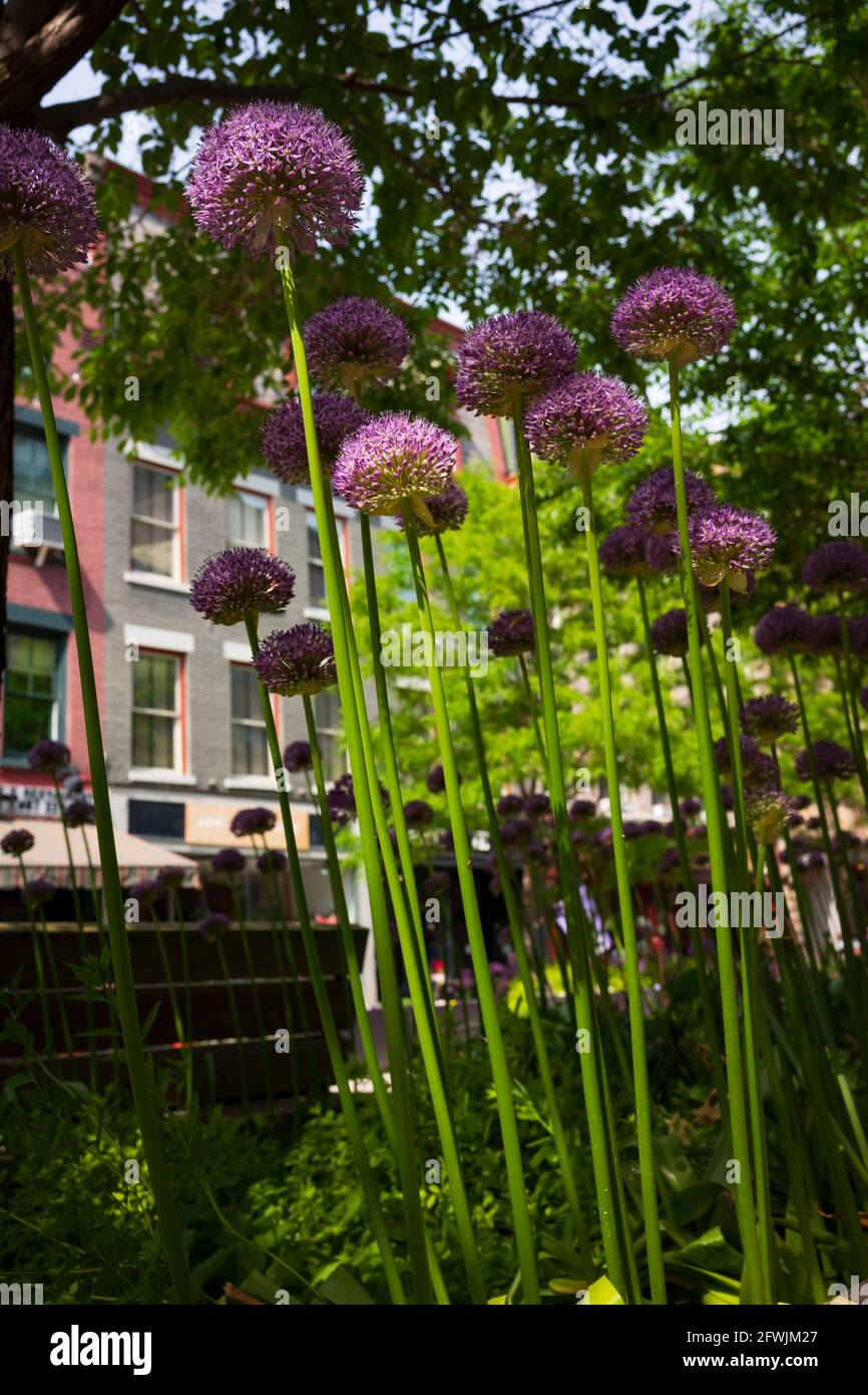 A large group of Alliums flowers, of the purple variety, grow in a planter box in an urban area in the Spring season during a sunny day. Stock Photo