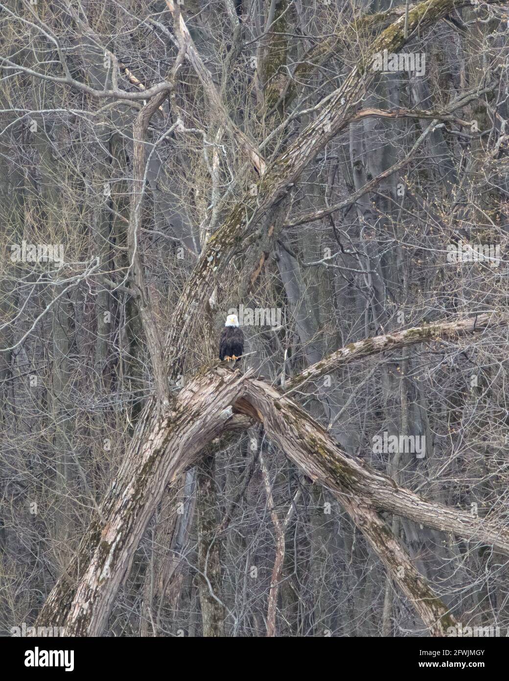 Bald eagle sitting in tree in spring hi-res stock photography and ...
