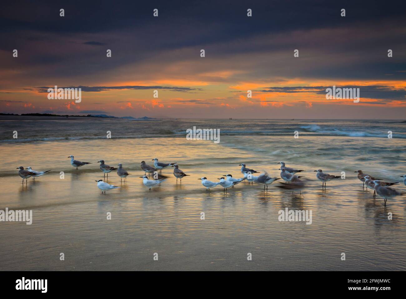 Shorebirds on the beach at sunrise at Punta Chame, Pacific coast, Panama province, Republic of Panama, Central America. Stock Photo