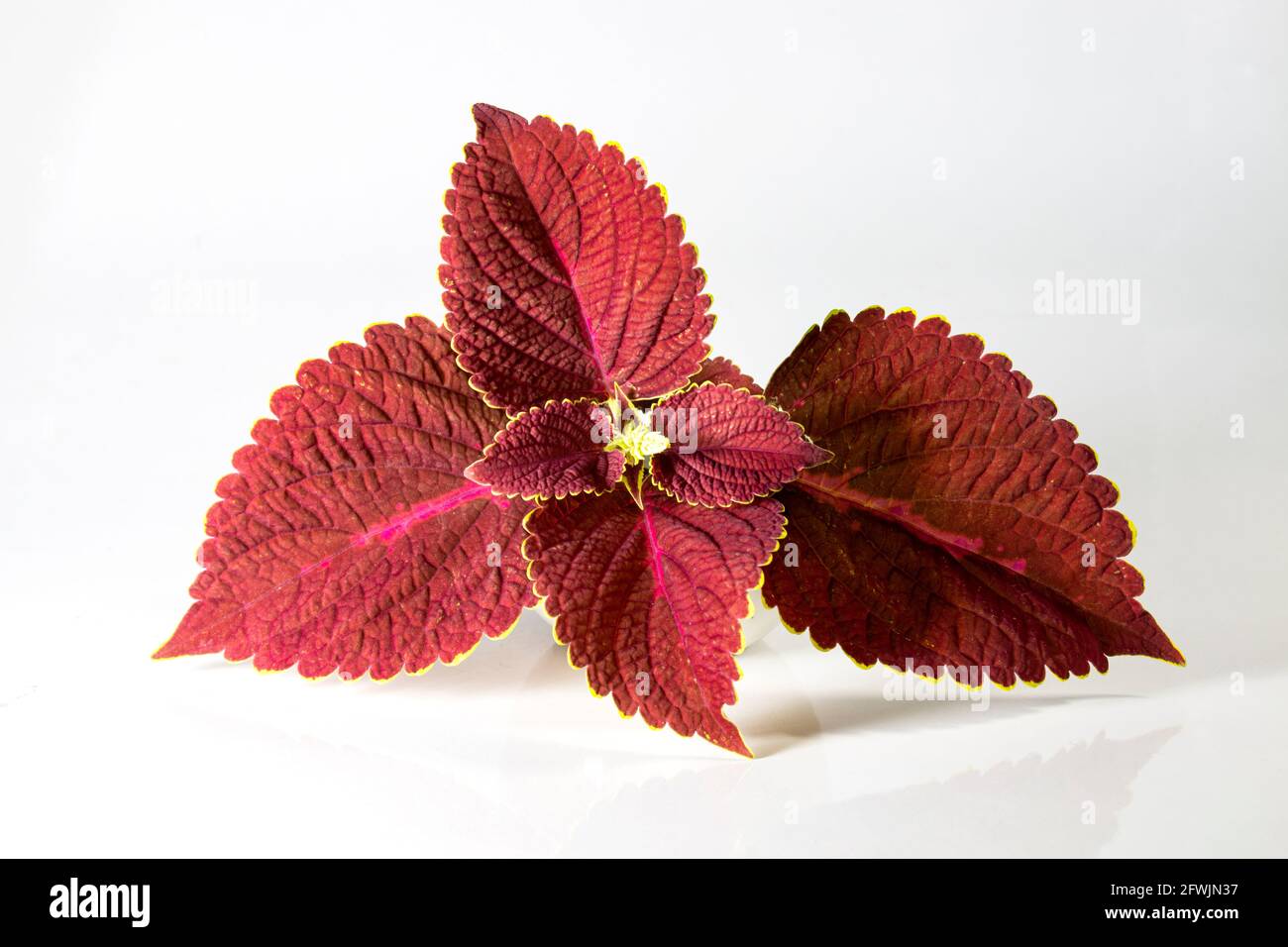 Coleus or Painted Nettles leaves in studio. Plectranthus scutellarioides, or Miana leaves or Coleus Scutellarioides, Coleus Blumei is herbs, species o Stock Photo