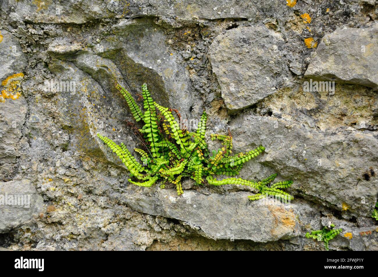 Maidenhair Spleenwort' Asplenium trichomanes' plant growing in mortar of a stone wall at Carew Castle in Pembrokeshire, South Wales. Stock Photo