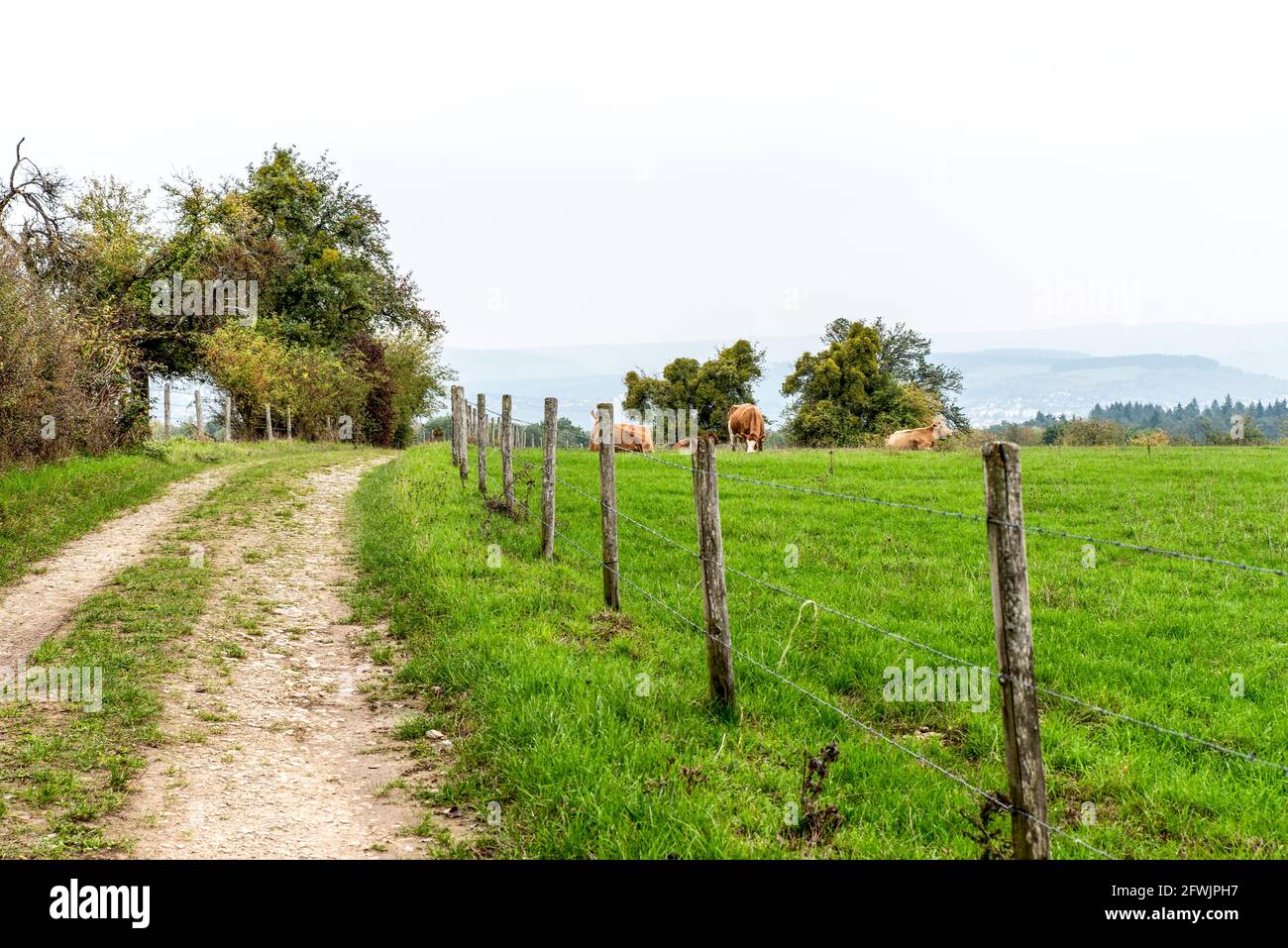Cow walking along path hi-res stock photography and images - Alamy