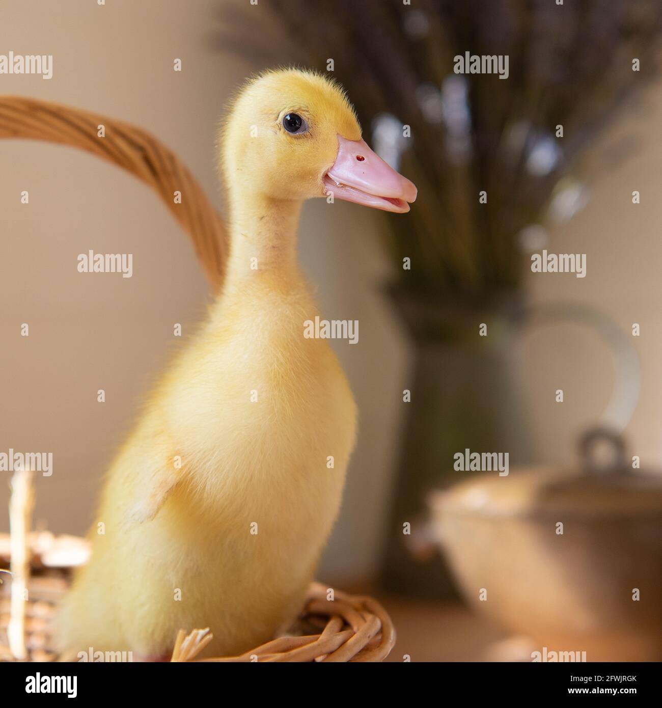 duckling Stock Photo