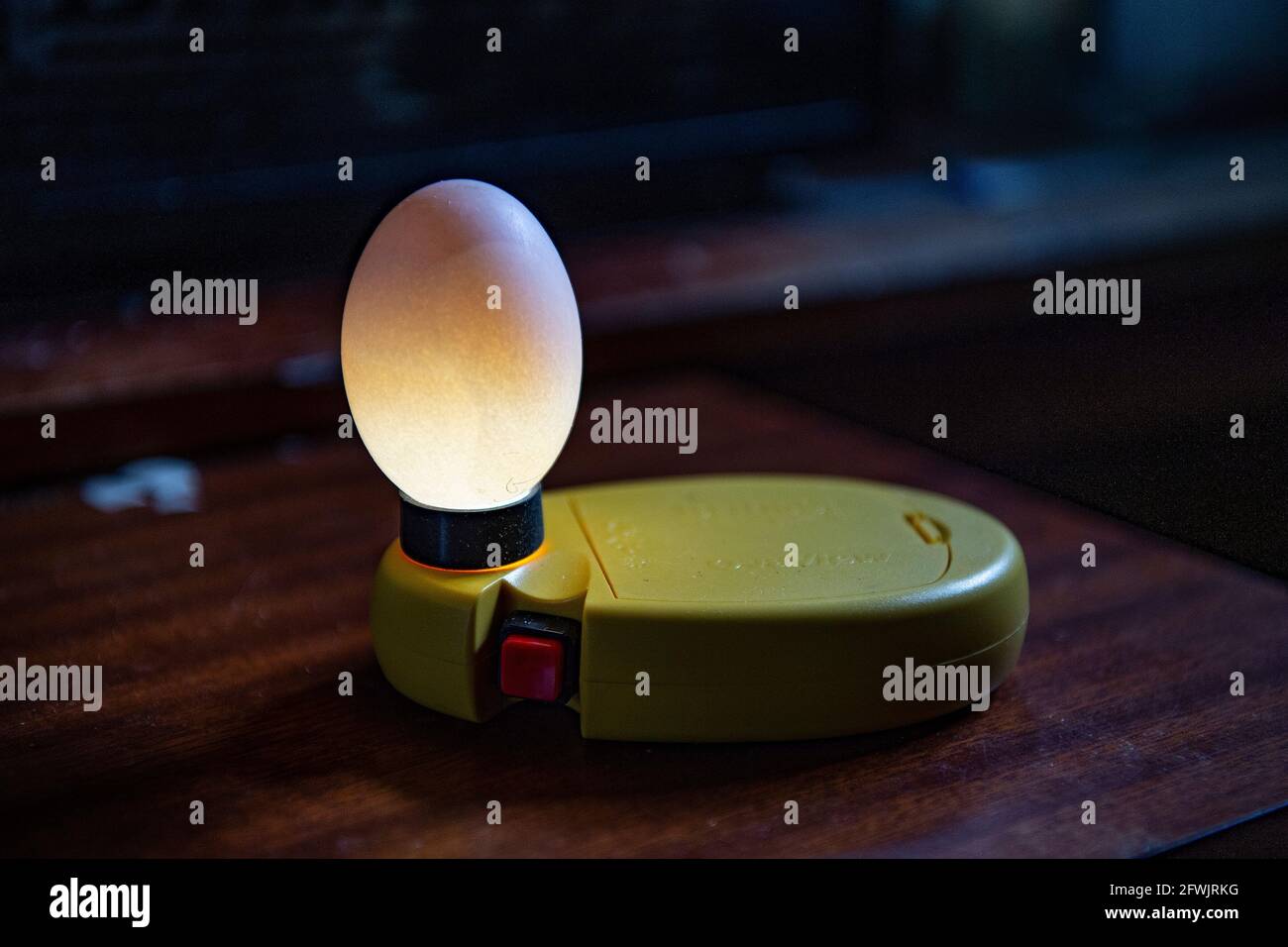 egg being candled for fertility Stock Photo