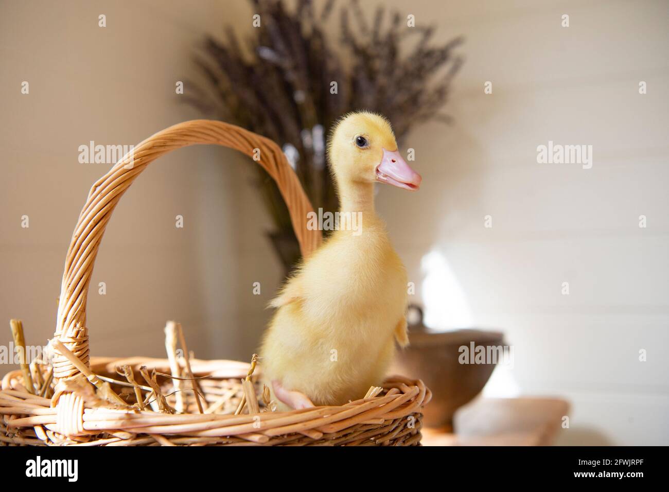 Aylesbury Duck Duckling Stock Photo