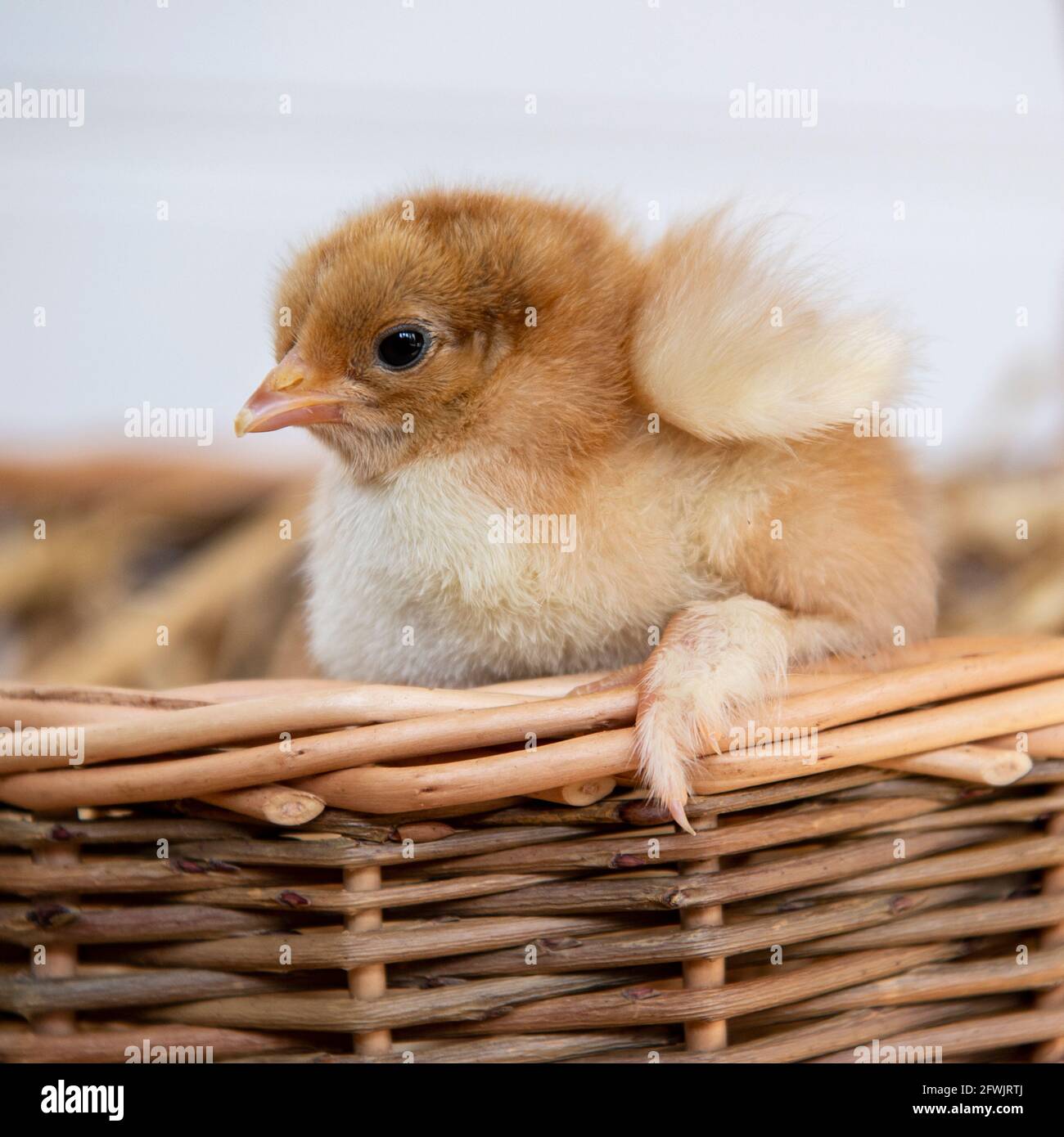 chick Stock Photo