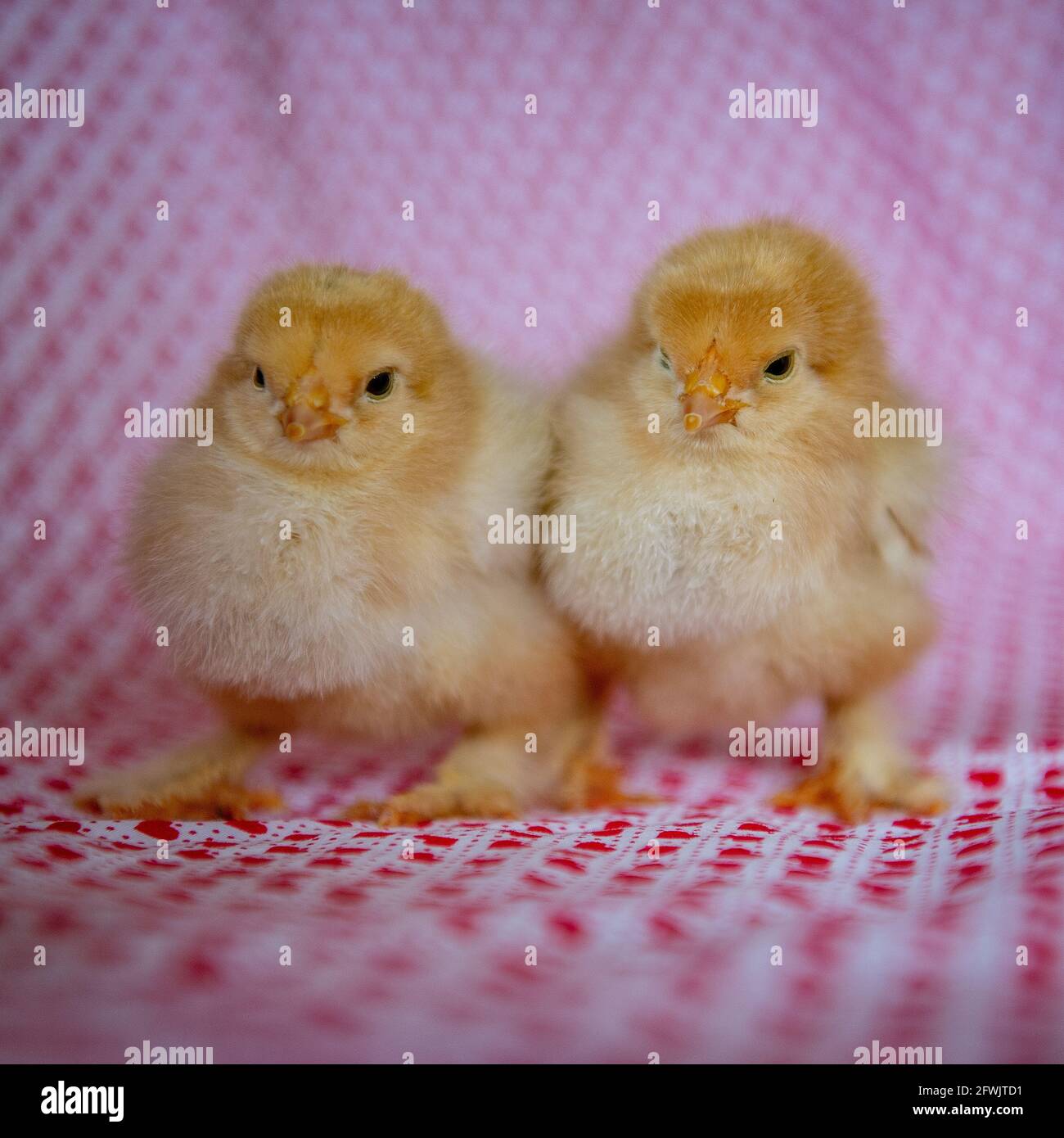 two baby brahma chicken chicks Stock Photo