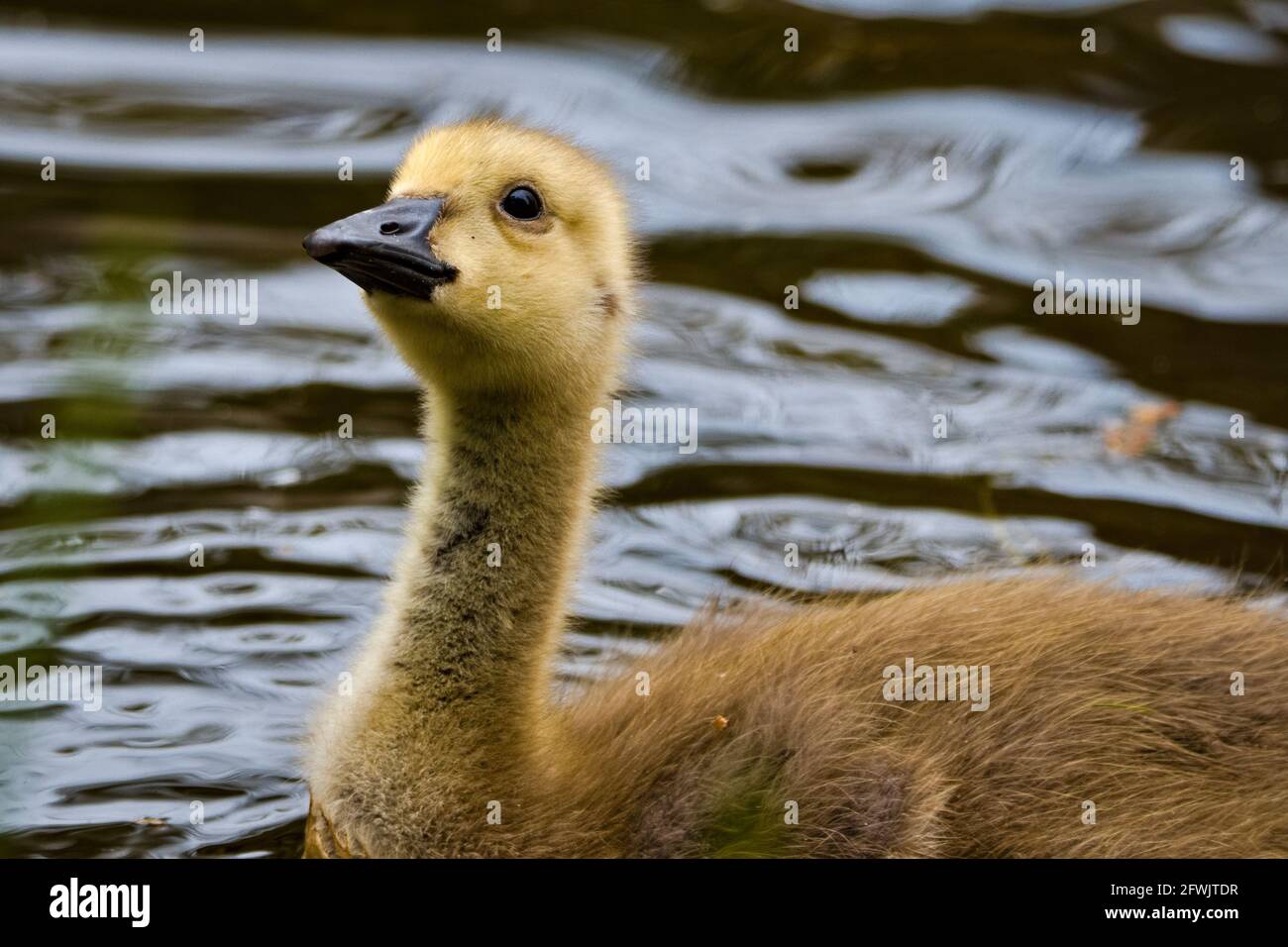 Baby yellow Canada goose gosling, Branta canadensis, swimming in the canal and gazing at the camera Stock Photo