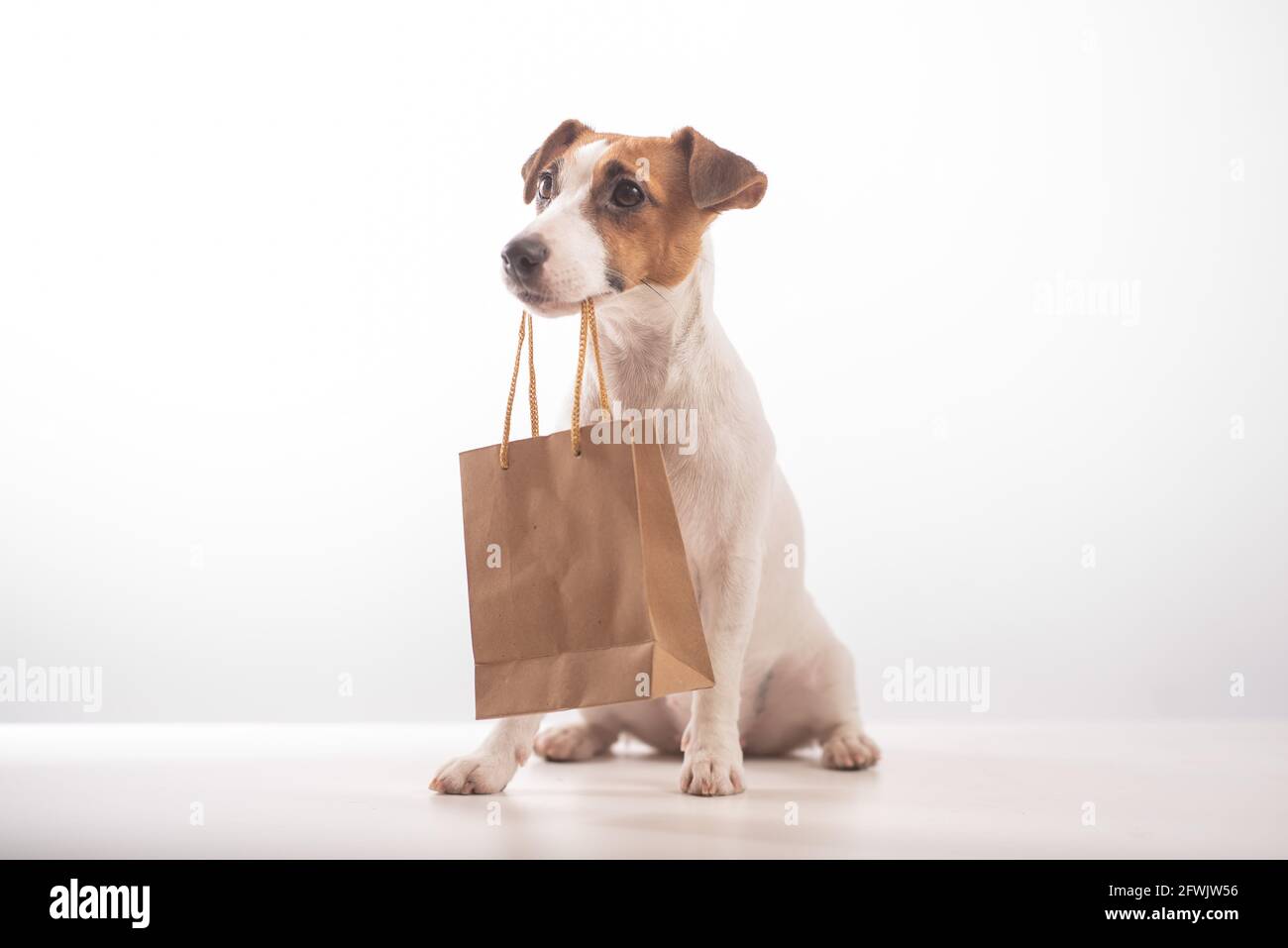 jack russell bag