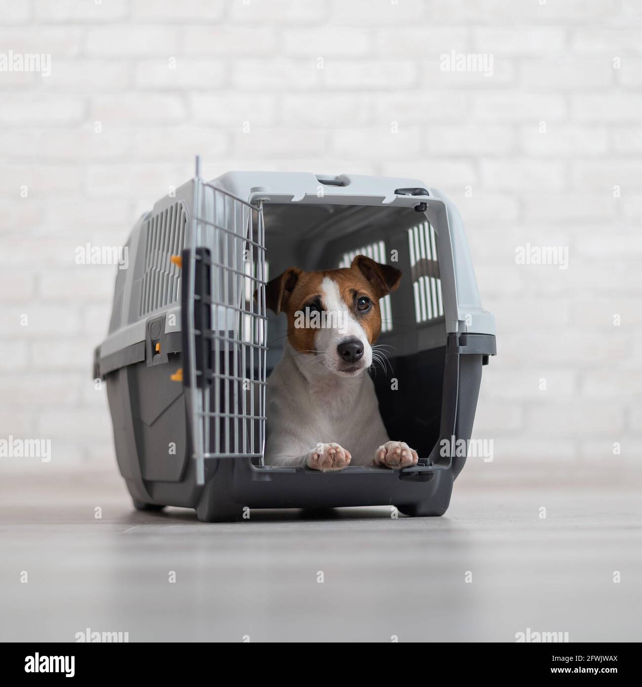 Dog jack russell terrier inside a travel carrier box for animals Stock