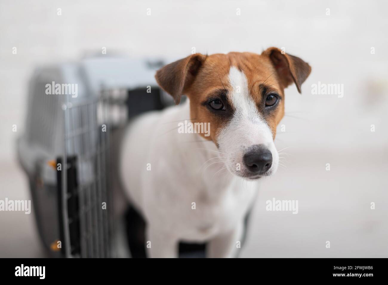 Dog jack russell terrier inside a travel carrier box for animals Stock Photo Alamy