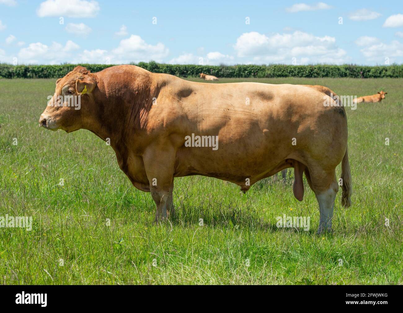 Bull testicles hires stock photography and images Alamy