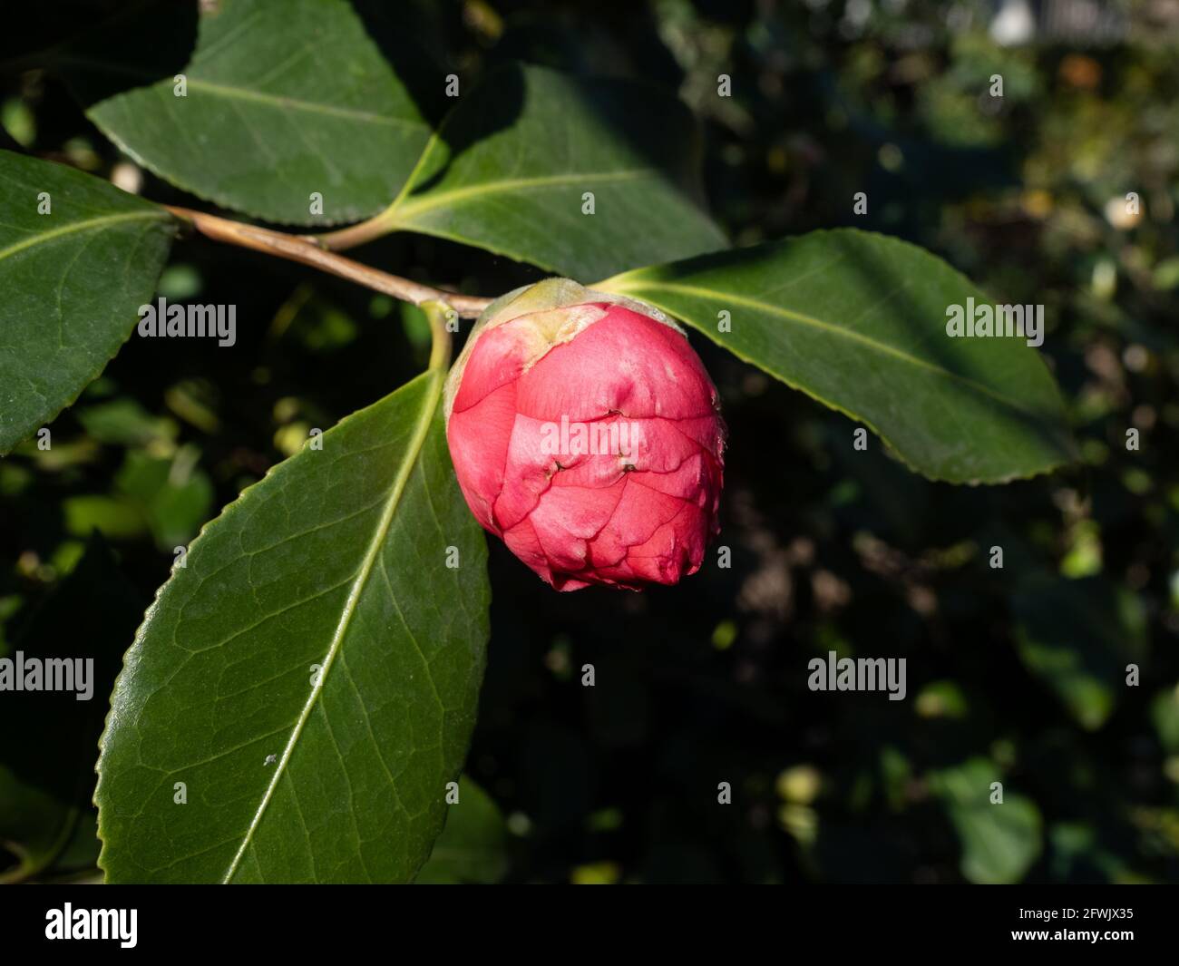 Bud of a unopen red 'Camellia Japonica' camellia. Stock Photo