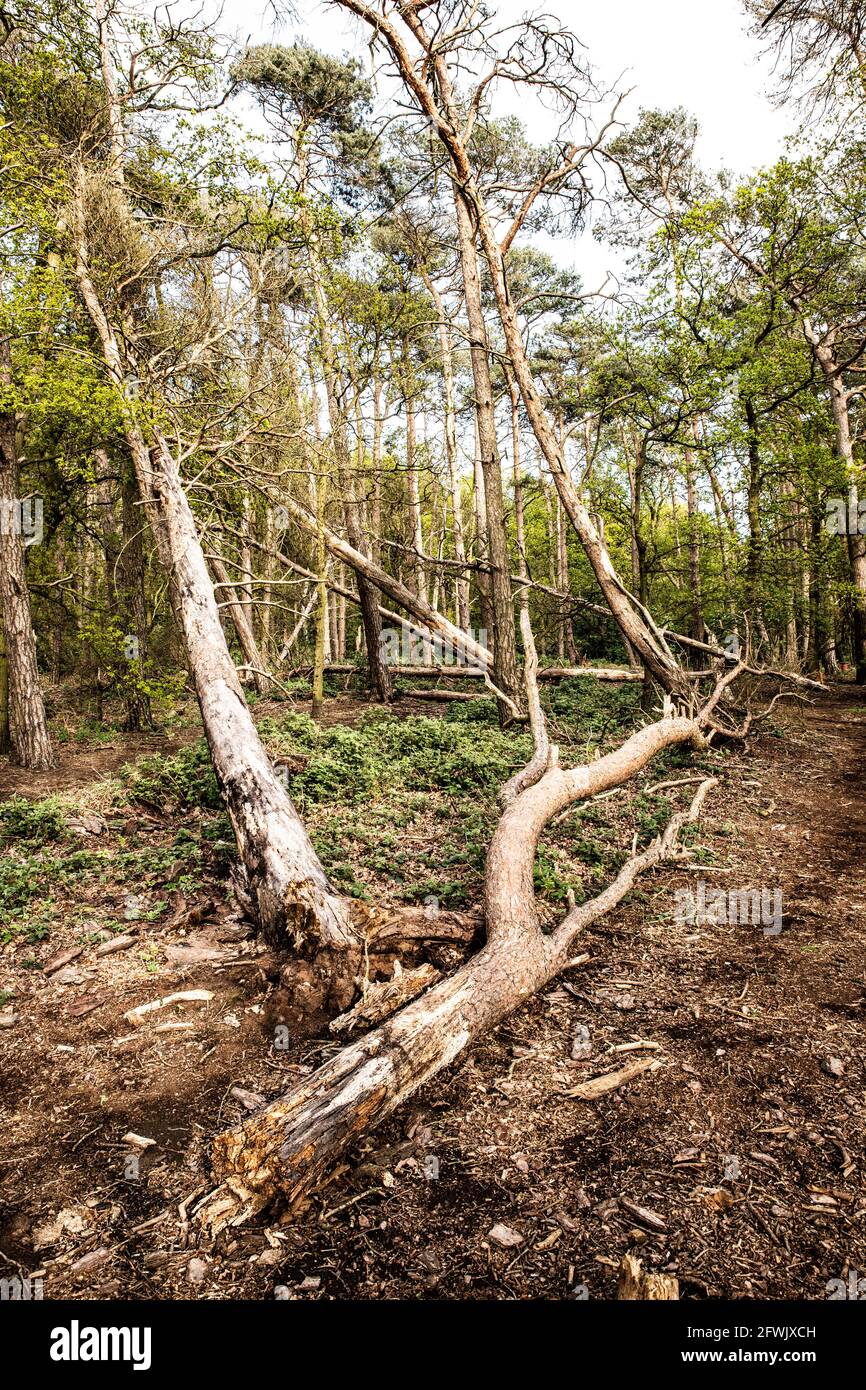 Woodland near Sandy Heath Transmitter, Sandy ,Bedfordshire, UK Stock Photo