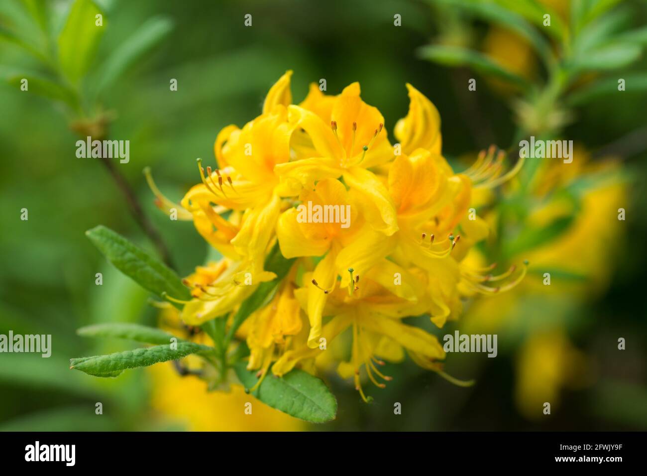 Rhododendron luteum, yellow  honeysuckle azalea spring  flowers closeup selctive focus Stock Photo