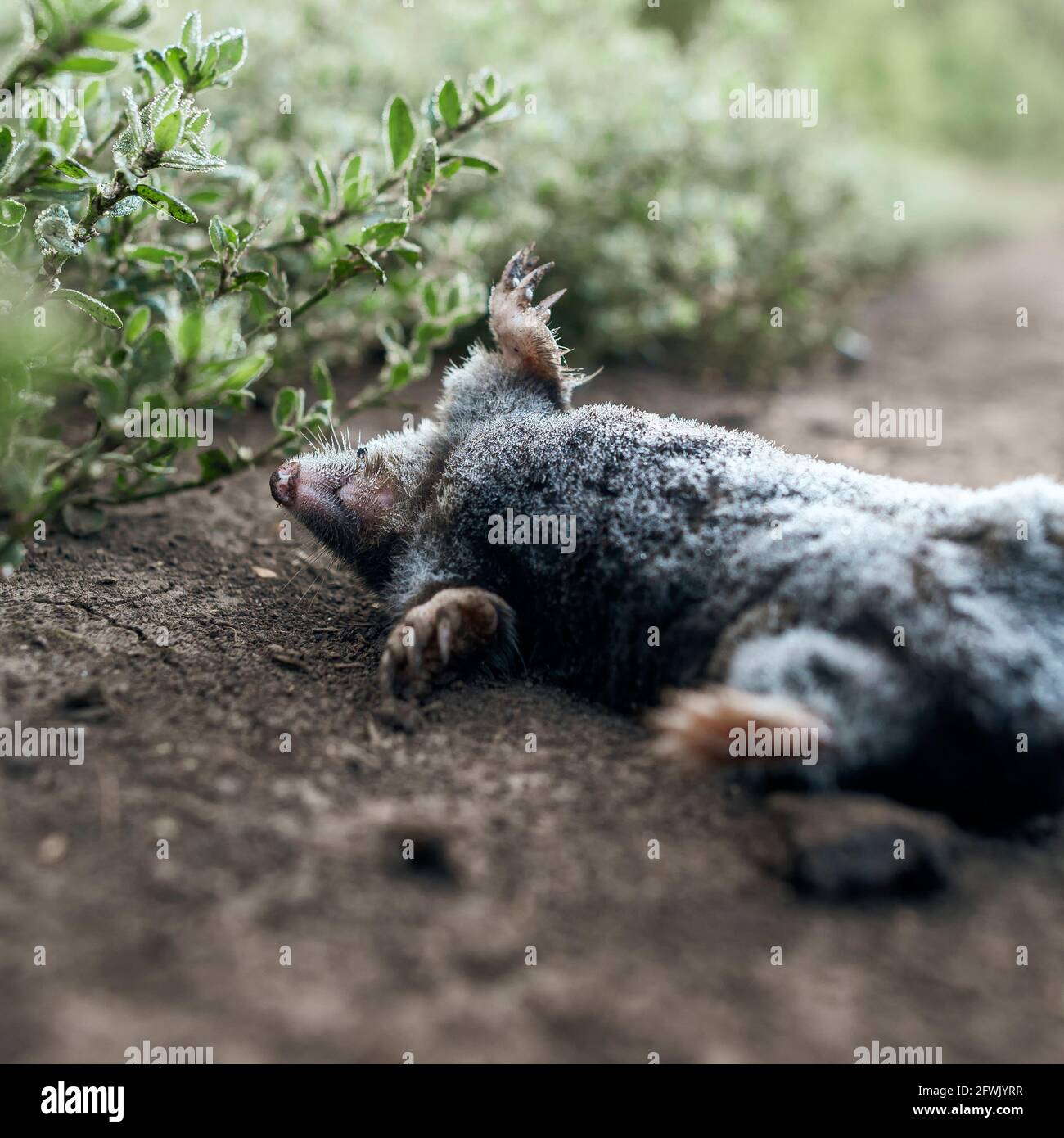Mole animal tunnel hi-res stock photography and images - Alamy
