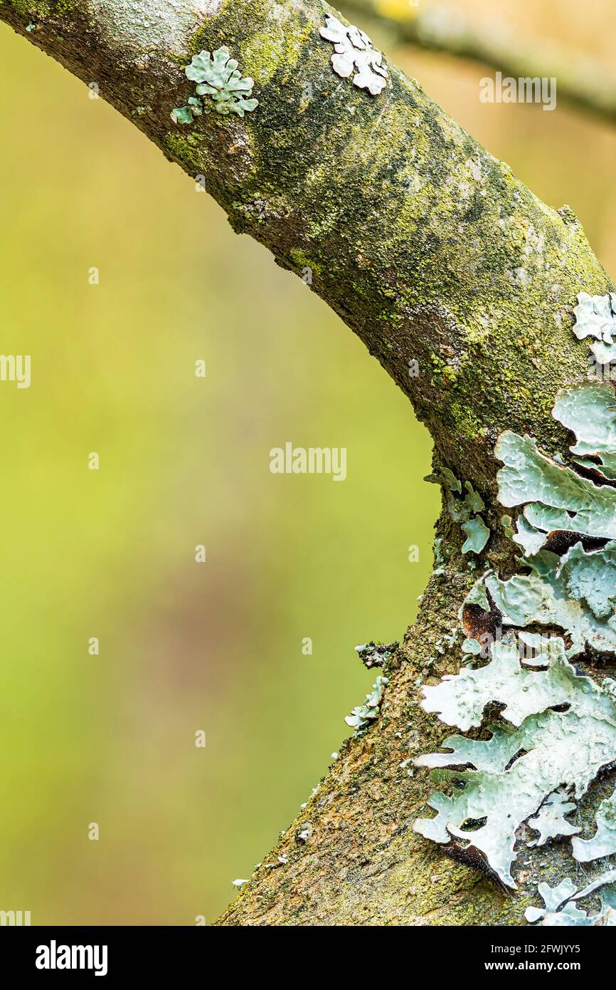Lichen Parmelia sulcata on tree bark, super macro with blurred background Stock Photo