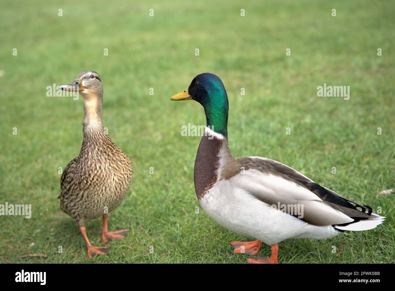 Ducks in the park Stock Photo