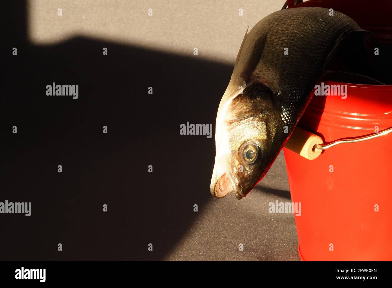 Fresh sea fish sea bass Stock Photo Alamy