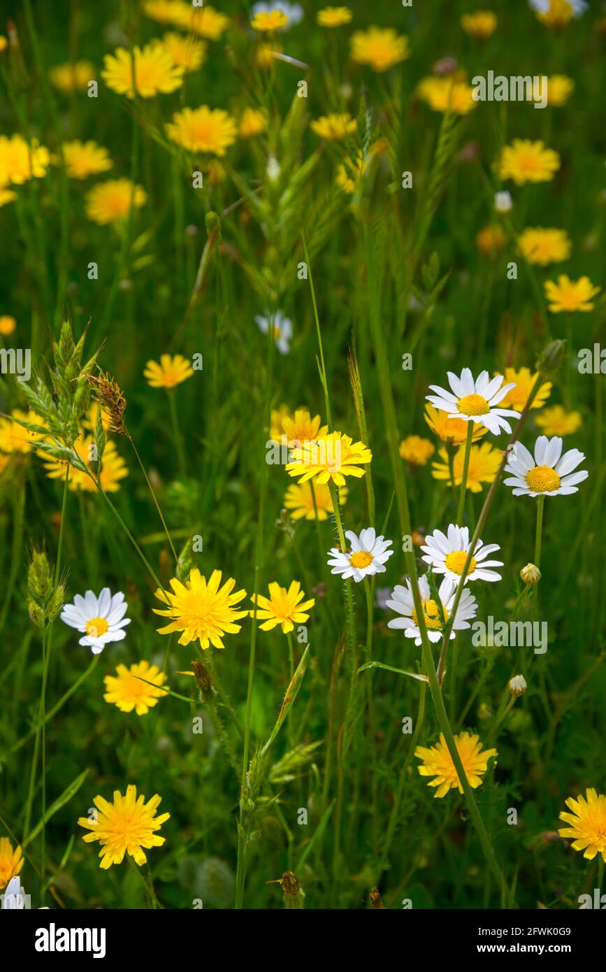 Dandelion and daisy flowers. Stock Photo