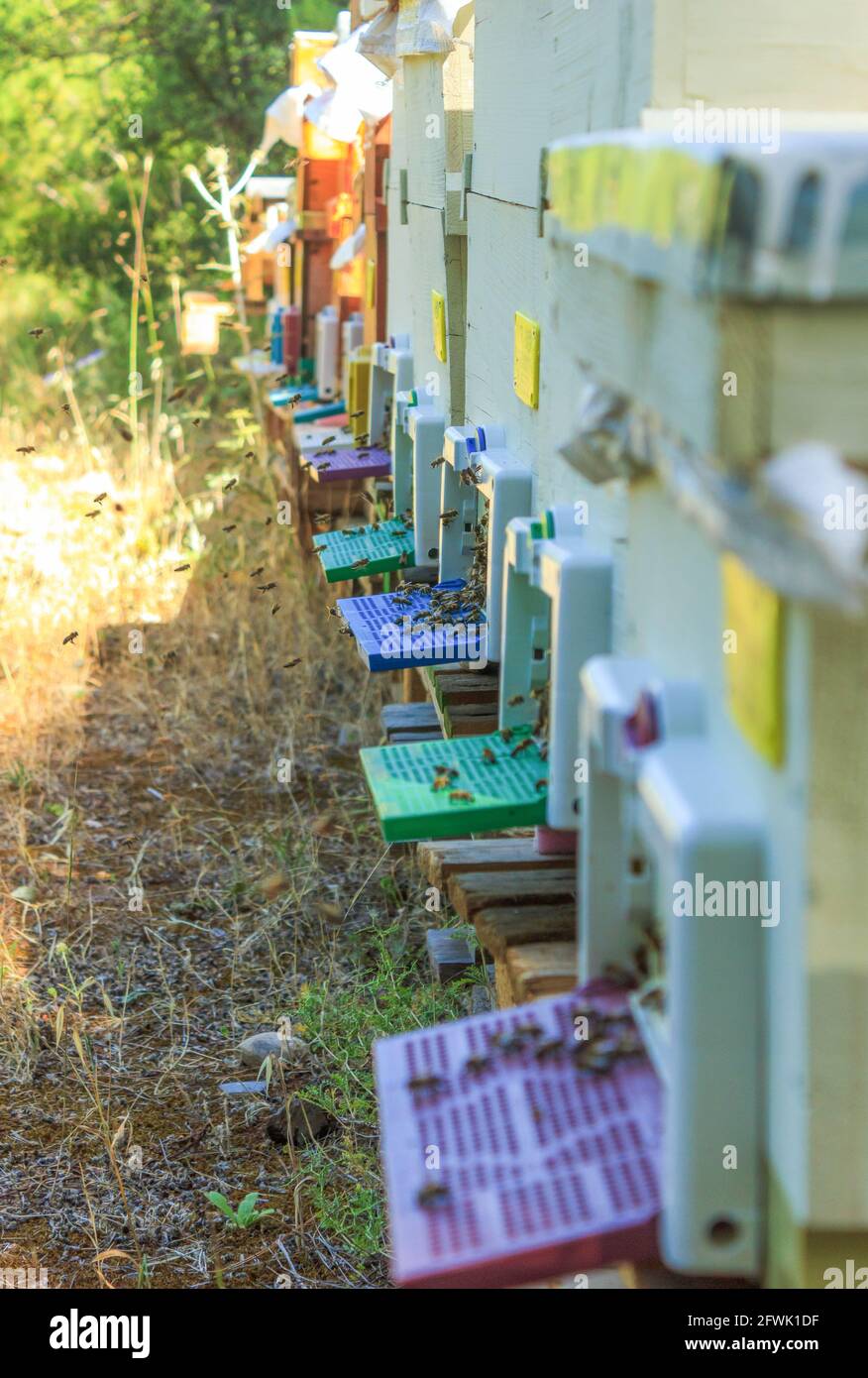 Queen bees hi-res stock photography and images - Alamy