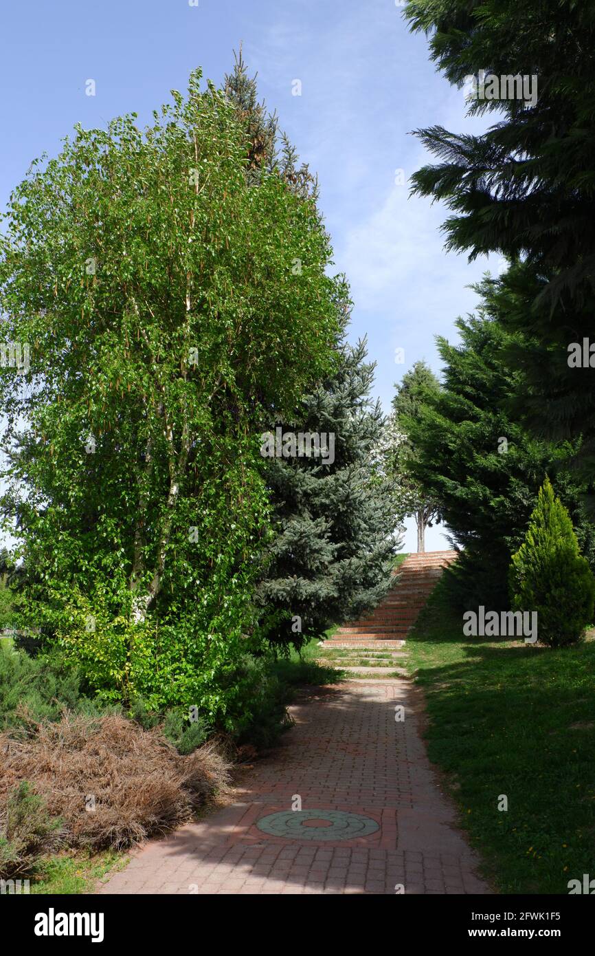 Park Row Spring Path Walking path at park with blossoming trees in spring Stock Photo - Alamy