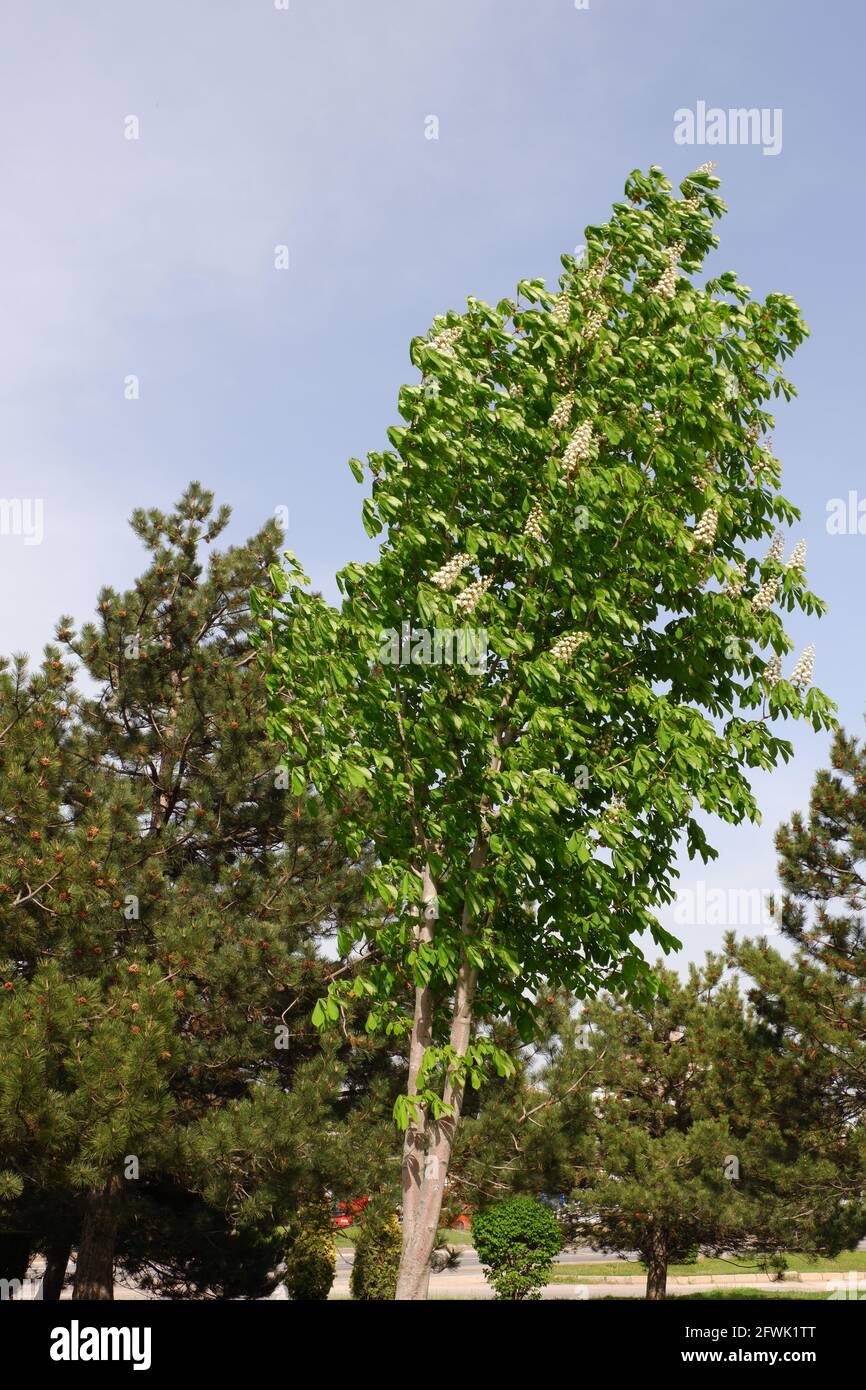 Horse Chestnut Tree with flowers, at a Spring day Stock Photo
