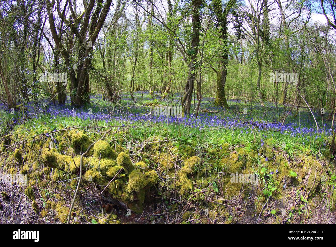 Bluebell Woods - Lower Woods Ancient Woodland Stock Photo