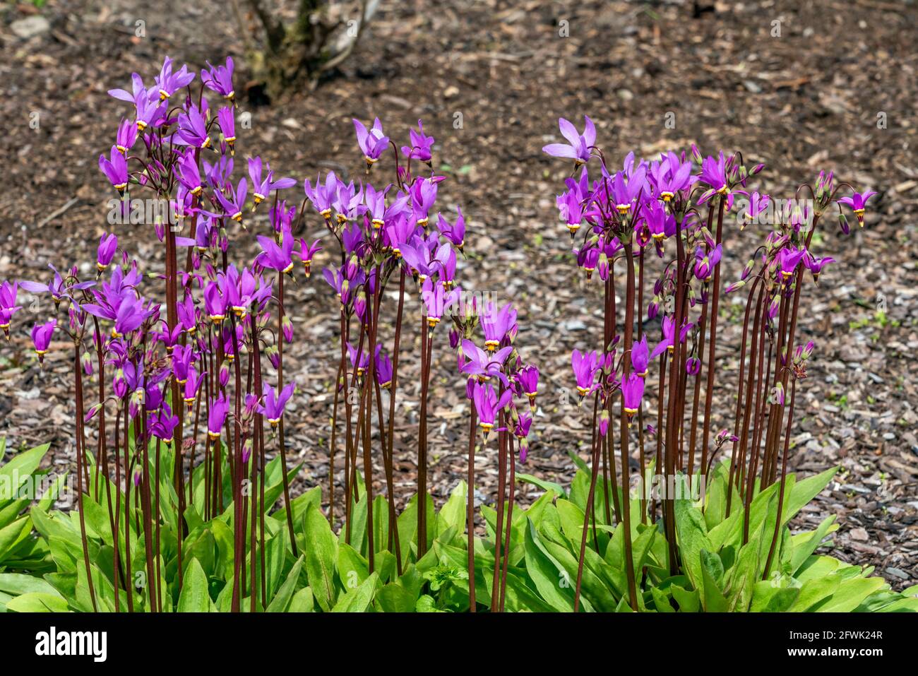 Dodecatheon meadia a spring flowering plant with a pink springtime flower commonly known as shooting star or American cowslip, stock photo image Stock Photo