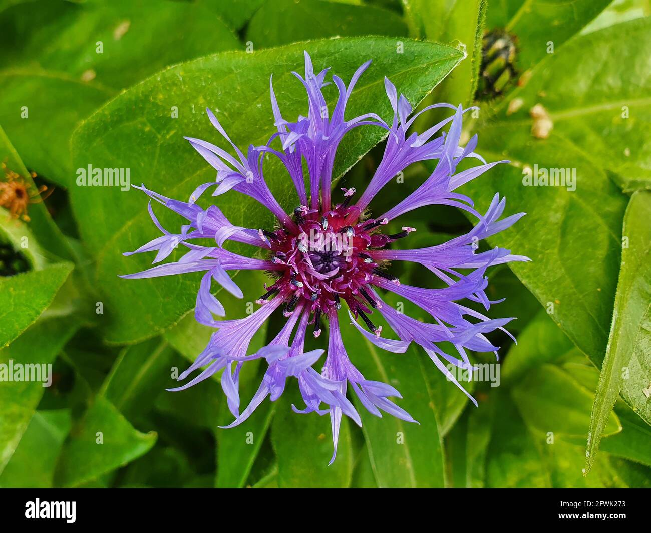 Centaurea montana a summer flowering plant with a blue summertime flower commonly known as Mountain bluet, stock photo image Stock Photo