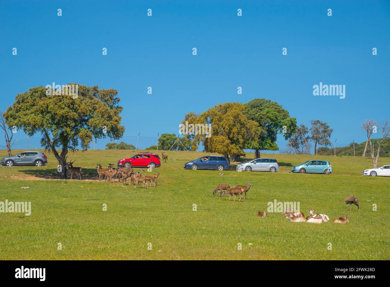 Deers and visitors. Safari Madrid, Aldea del Fresno, Madrid province, Spain. Stock Photo