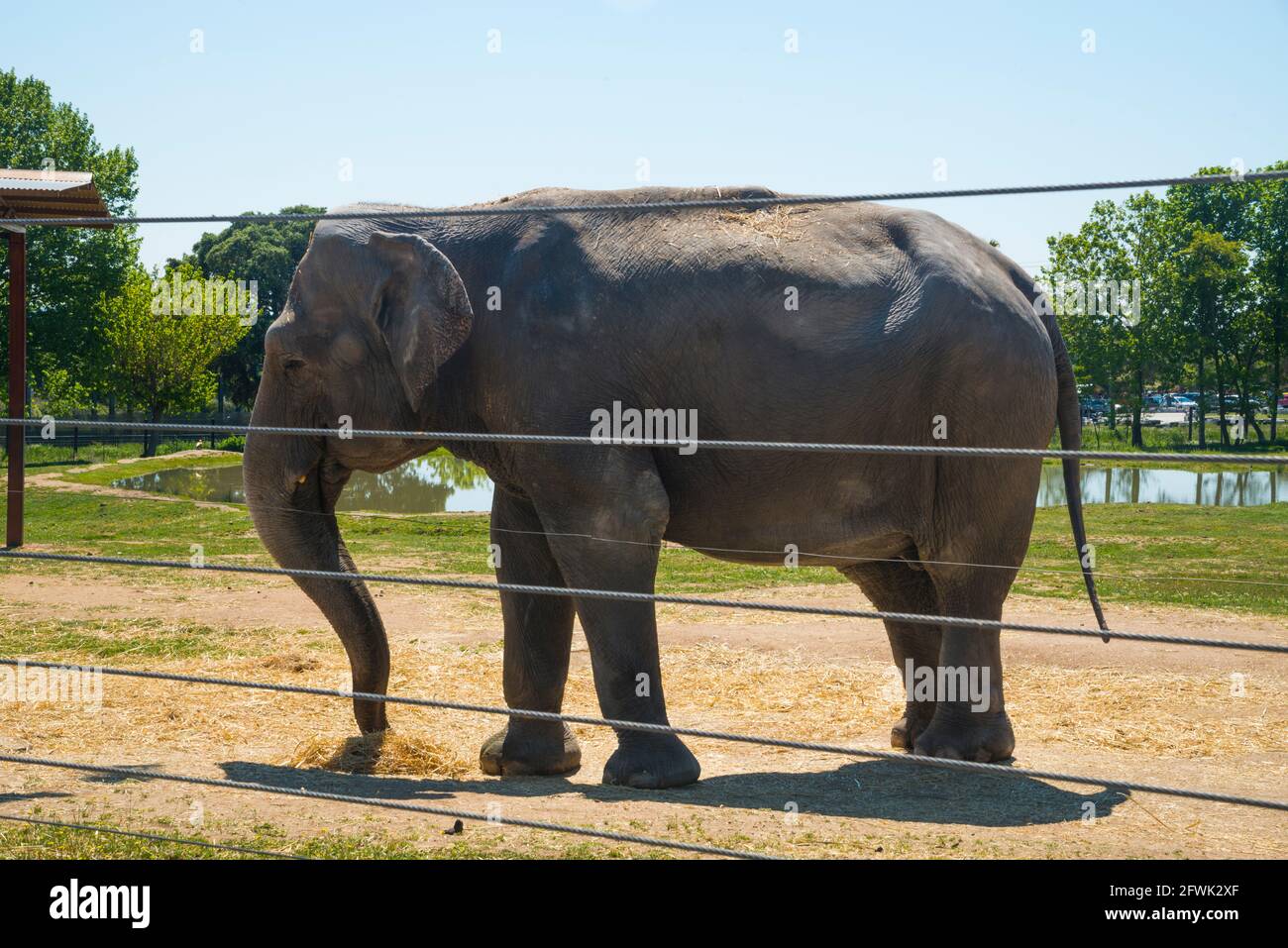 Elefant. Safari Madrid, Aldea del Fresno, Madrid province, Spain. Stock Photo