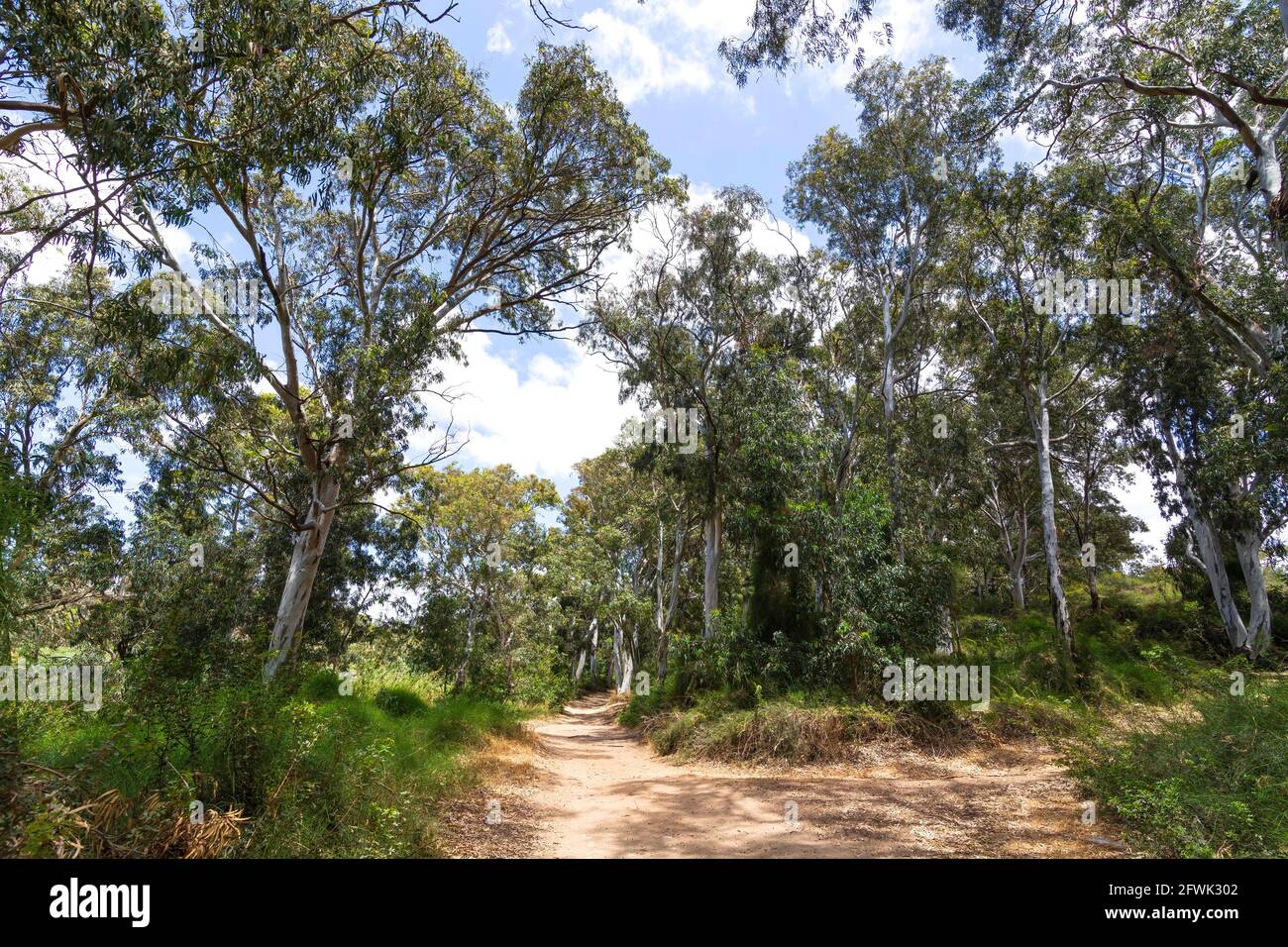 Path in the eucalyptus forest between the trees in the sunlight on the background of the sky with clouds. Israel Stock Photo