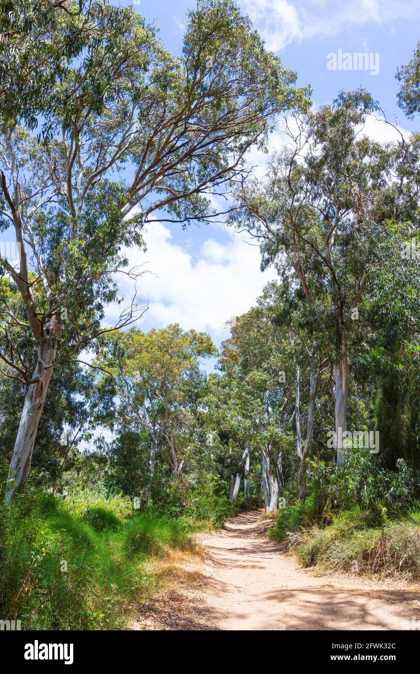 Path in the eucalyptus forest between the trees in the sunlight on the background of the sky with clouds. Israel Stock Photo