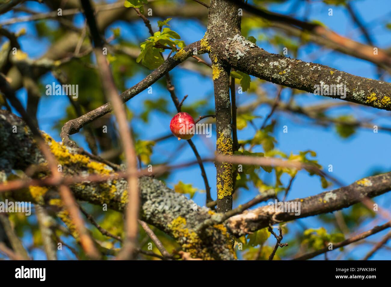 Eichapfel, Galle der Gallwespe an einer Eiche Stock Photo