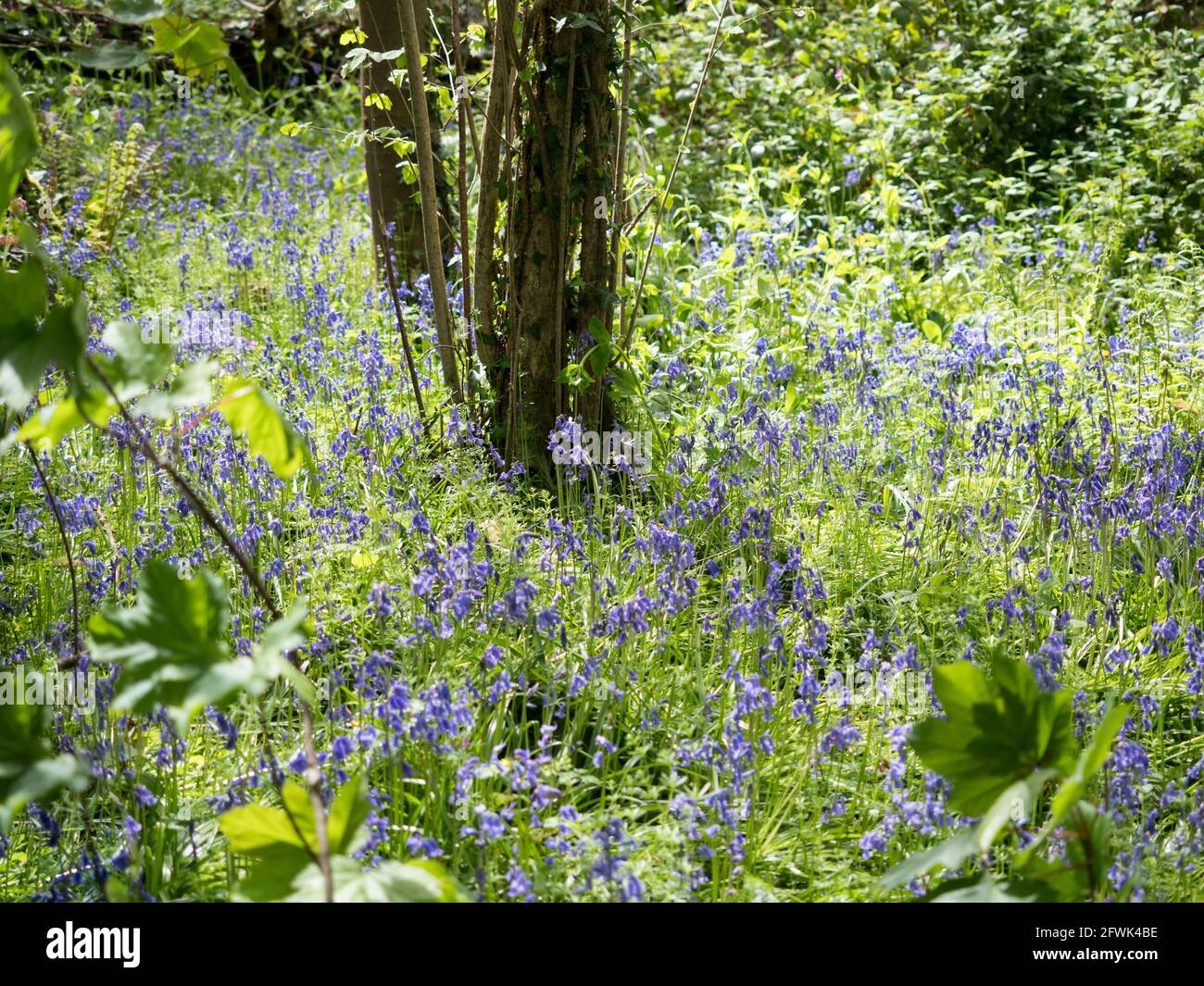 a view of English mauve purple violet Bluebells contrasting with green at foot of tree with dappled sunlight through foreground branches and leaves Stock Photo