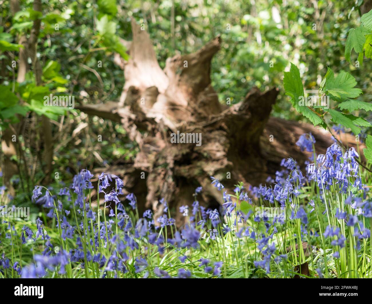 a fallen treeand exposed roots out of focus bokeh background behind English purple mauve violet Blubells in foreground with dappled sun light Stock Photo