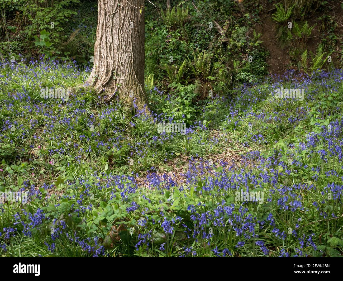 English Bluebells at foot of a veiny tree with ivy climbing up in dappled sun light with curved winding path track Stock Photo